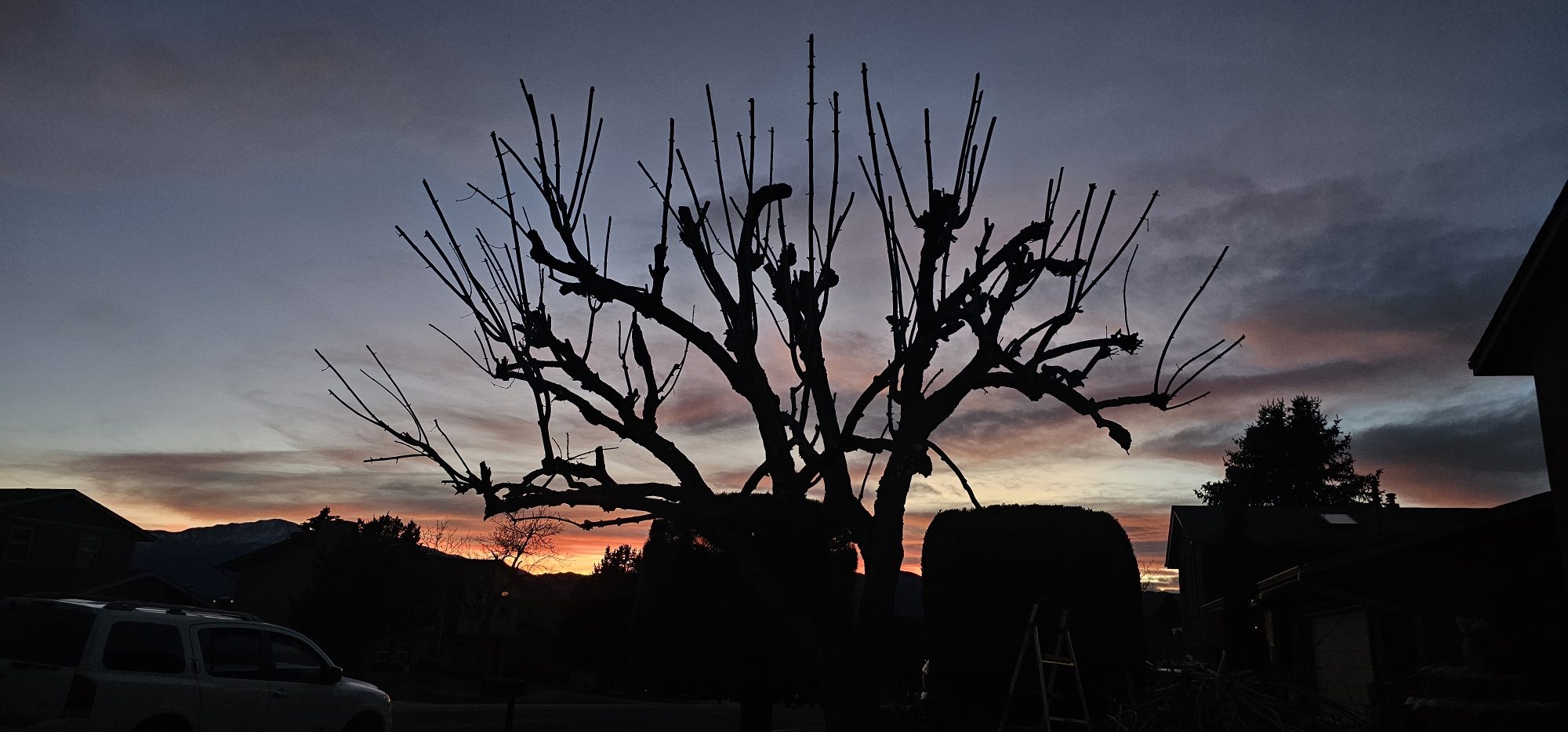 Complete Tree & Shrub Management — Winter Pruning & Crown Care