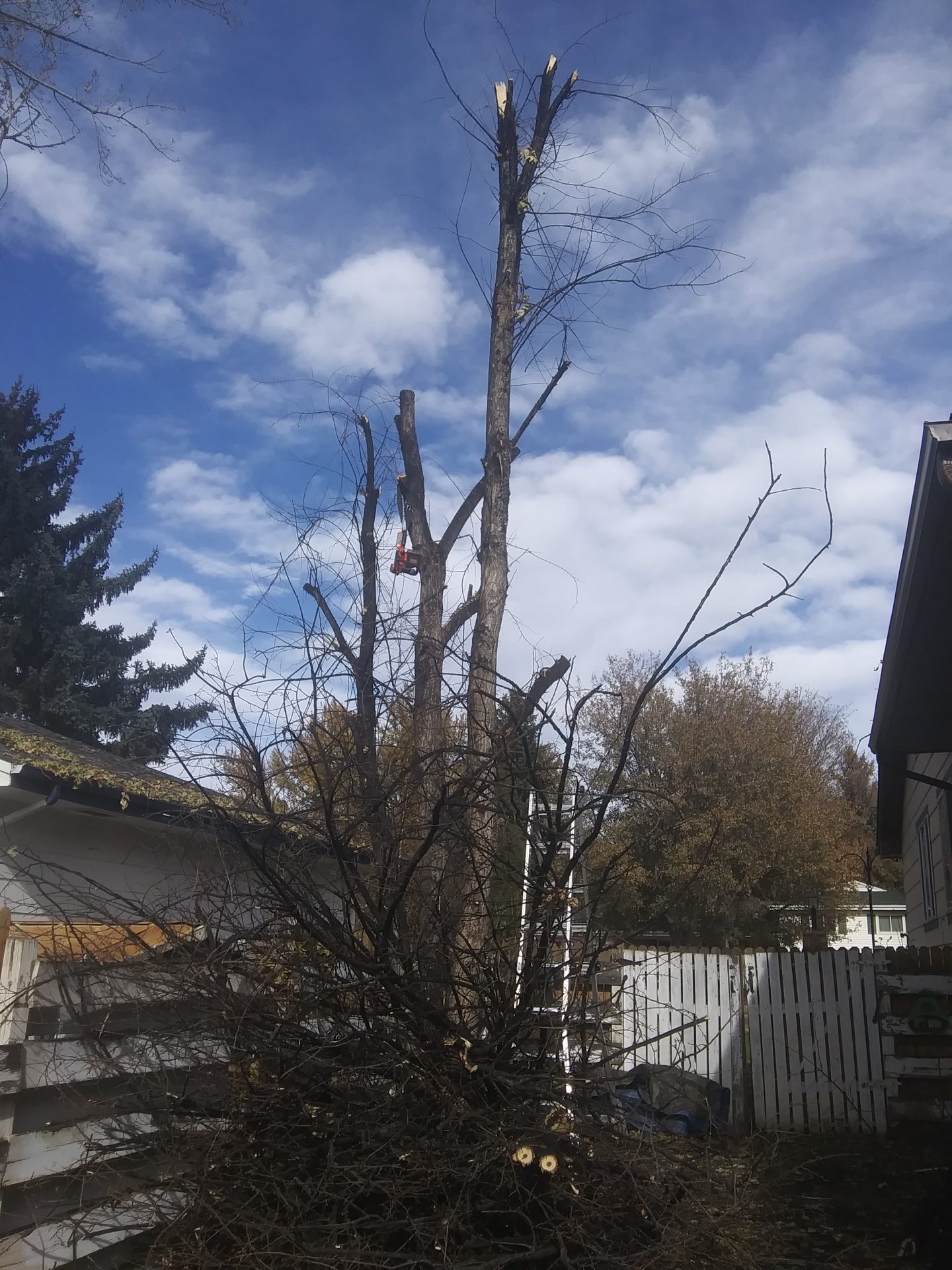 Tree Removal & Trimming 
